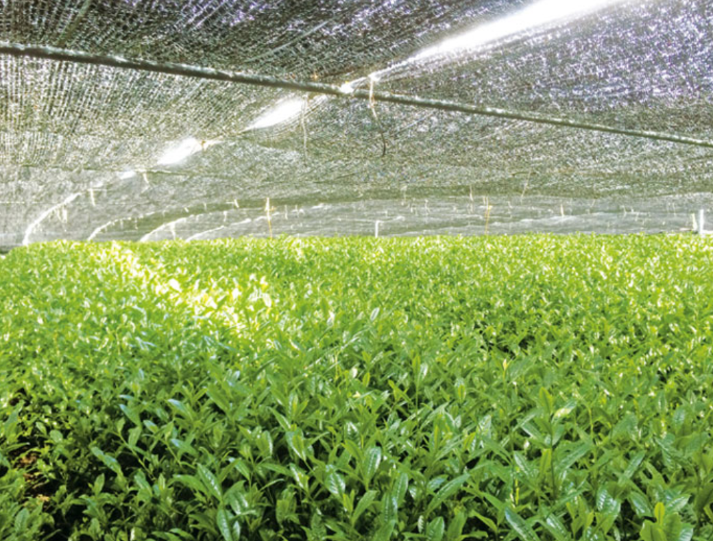 Nishio Sora – Japanese Everyday Matcha- 30g