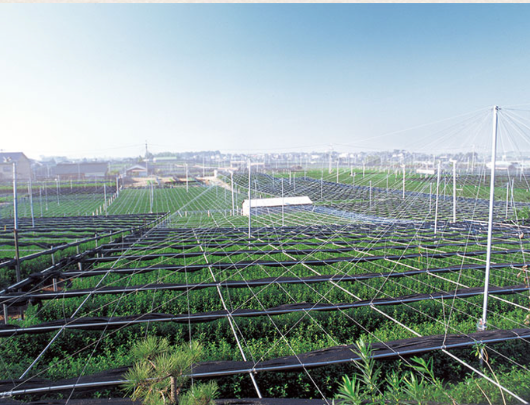 [Limited Stock] Nishio Meiko – Japanese Ceremonial Matcha 30g